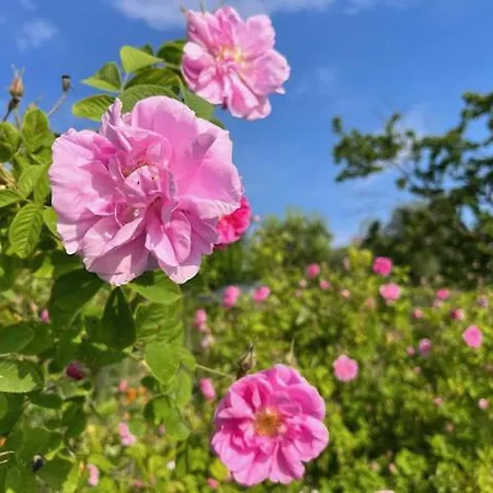 Depandance Cascina Vicentini Semesterbostad
